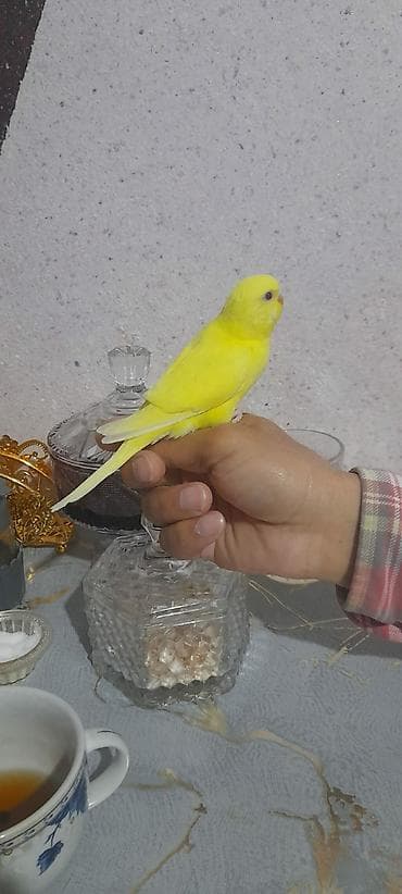 qus sesleri: Ələ öyrəşmiş quşdu kim isdese videolarinida ataram baxar — 3