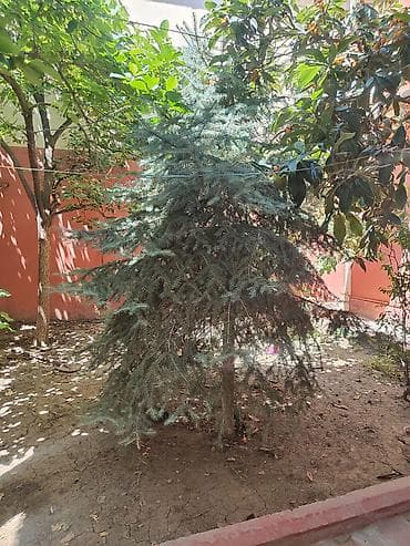xurma ağacı: Yolka agaci satilir. hundurluk təxmini 2.50 m. Torpagdan cixarilmayib — 1