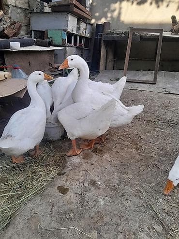 bildircin eti satisi: Linda qazları. Mart ayının 21 yumurtadan çıxmış balalardır . Ətlik — 5