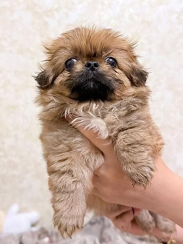 heyvanlar: Pekines — 5