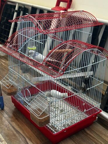 Alfa Romeo: Qus qəfəs Qarisiq Satilir 2 quşdur ekəkdişi — 2