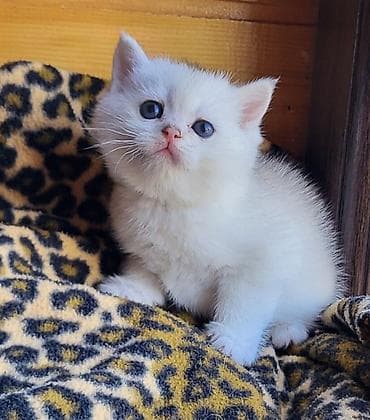 Птицы: Шиншилла — 4