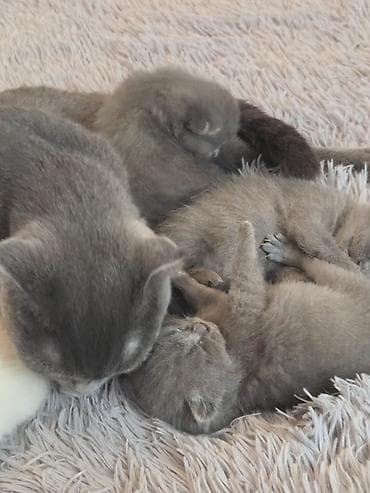 super alabay kl: Şotland — 6