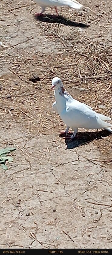 аквариум без рыб: Ağ rəngli dekorativ göyərçinlər - Tam ağ lələklər, bəzi fərdlərdə — 4