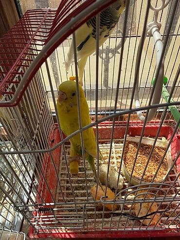 papuqay satisi tap az: Məhsul: Papuqaylar satılır alıb satan deyiləm marağ üçün saxlamışam — 6