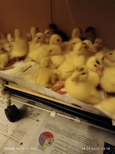turbo az heyvanlar: 38 dənə 4 günlük lal ördək balası Saglamdilar Qiyməti biri 7 manata — 2
