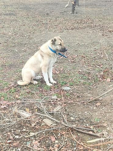 spits itleri: Kanqal, 2 ay, Dişi — 4