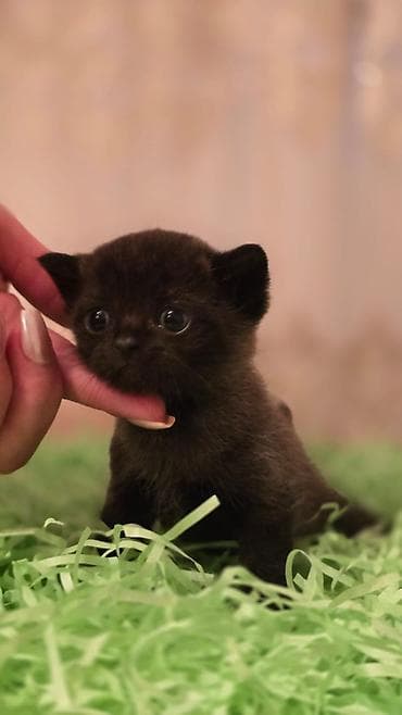 bala ördək: Britan, Yaxşı əllərə, Ödənişli çatdırılma — 1