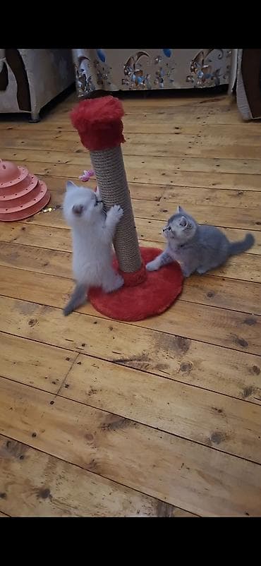 pisik aksesuar: Britan, Erkək, Dişi, Yaxşı əllərə — 1