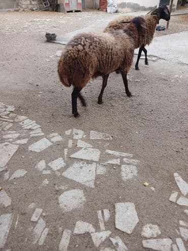 heyrati xoruzdarin satisi: 10ayliq damazlig temiz qala cinsi erkek toglu 650manat fikiri ciddi — 4