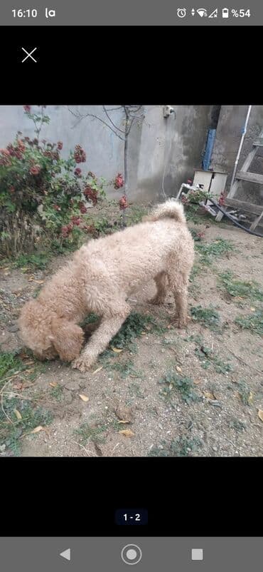 купить собаку объявления: Пудель, 2 года, Самец, С прививками, Самовывоз — 3