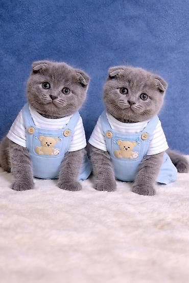 pişik şekli çekmek: Şinşilla, Dişi — 1