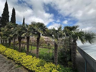 Bitkilər: Beyləqan rayonu, Daşburun kəndində yerləşən 10 ədəd sağlam, 20 illik — 2