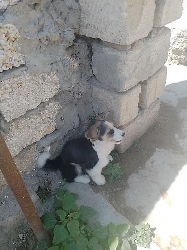 balaca itler satisi: 1 ay, Erkek, Peyvəndli, Ödənişli çatdırılma — 2