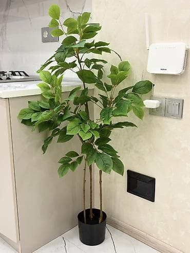 otaq gulleri: Süni dekorativ otaq bitkisi – qara dibçəkdə - Realistik görünüşlü — 1