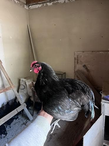 kend toyuqu: Toyuq, Australorp, Damazlıq, Ünvandan götürmə — 2