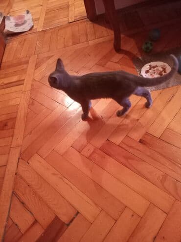 pişik geyimi: Şotland, Erkək, Yaxşı əllərə — 6