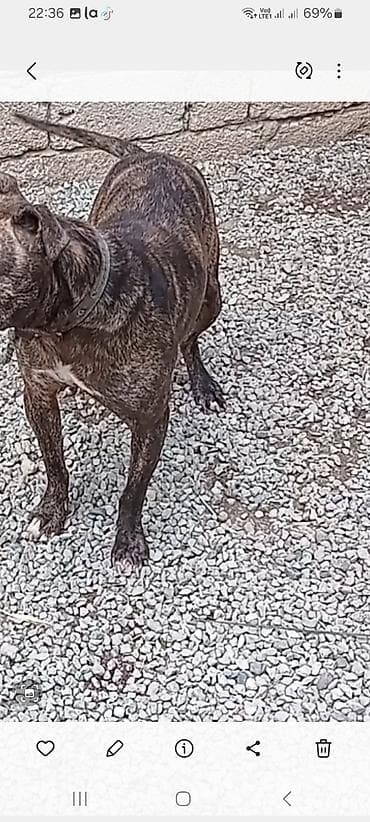 xaski itləri: Brindle rəngli, qısa tüklü, atletik quruluşlu it. 70 m — 3