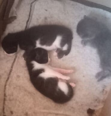 питомники кошек в баку: Самец, Самка, В добрые руки, Самовывоз — 2