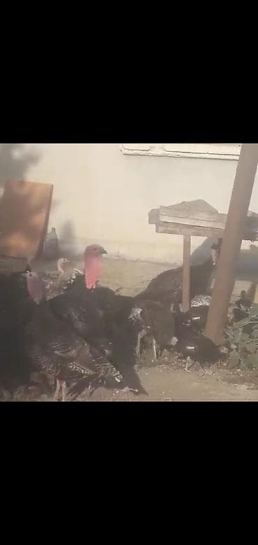Hinduşkalar: Qiymet ucun +994 51 874 26 19 yazin Qara rəngli hind toyuqları — 3