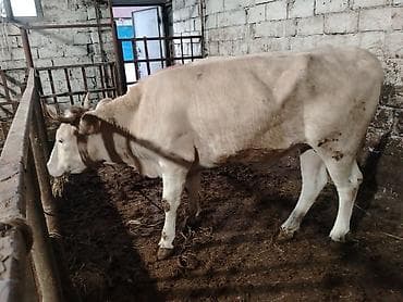 dana satişi: Salam aleykum dogmamiş dügedi kəsgiyə də verilir ayaq üstə də satilir — 5