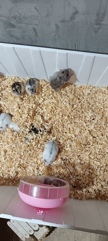 отдам котят в хорошие руки: Salam gördüyünüz cunqar hemsdırları sahipləndirilir kariçnivi ananın 4 — 13