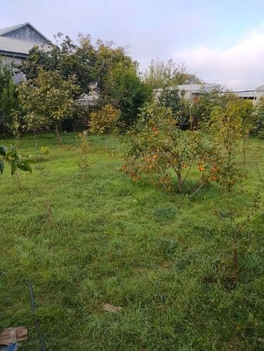 zefir bitkisi: Məhsul: Meyvə ağacları ilə yaşıllıq sahəsi (həyətyanı bağ)Günəşli — 3