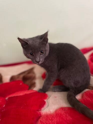 Britan, Erkək, Yaxşı əllərə