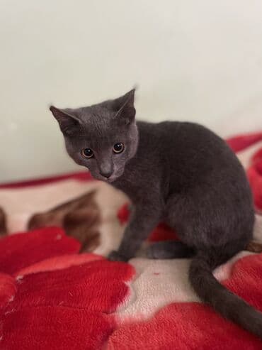 передержка кошек в баку: Britan, Erkək, Yaxşı əllərə — 1