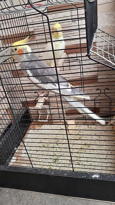 karella quş: Nimfa (cockatiel) cütlüyü və qəfəs - Növ: Nimfa (Nymphicus — 1