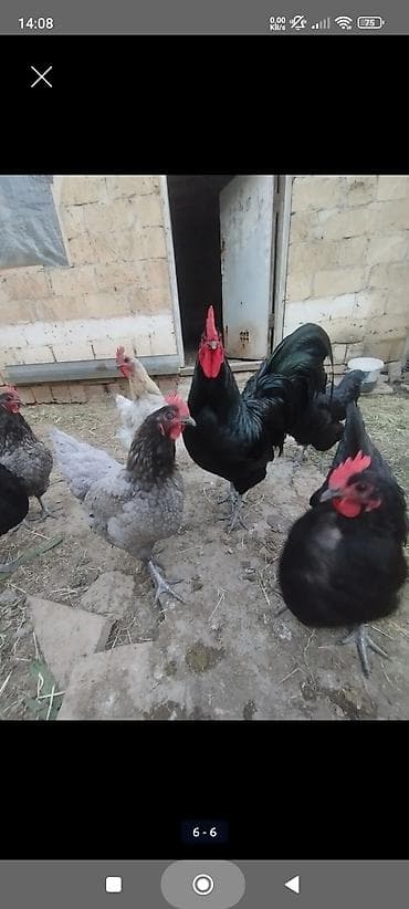 alman coban iti type 1 per page 40: Toyuq, Australorp, Damazlıq, Ünvandan götürmə — 3