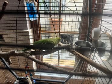 quş qəfəs: Ajerella 4 ayliq elde tutulabilen dislemeyen tam saglam qusdur ozunuze — 3