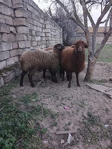 Куры: Quzudular 2 si erkəkdi biri dişi son asaqi yeri cüzi olar — 9