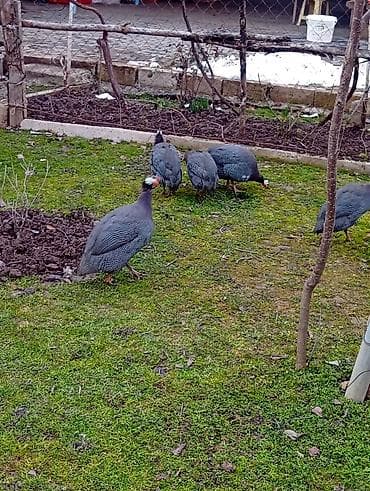 Mal-qara: Toyuq, Damazlıq — 1