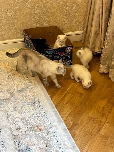 pişiy adları: Britan — 6