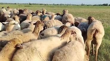 bülbül quşu satışı: Dişi, il: 1, Damazlıq, Pulsuz çatdırılma — 6