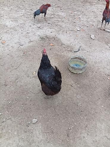 kend toyuqları: Toyuq, Australorp, Yumurtalıq, Ünvandan götürmə — 9