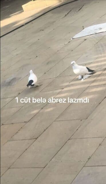 Açıq hava şəklində iki ədəd ağ-qara rəngli abrez göyərçin cütü