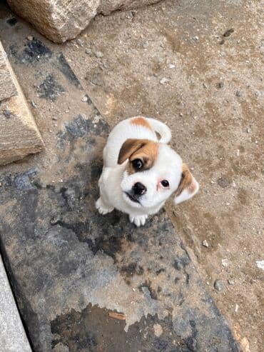 джек рассел терьер бишкек: Джек-рассел-терьер, 1 месяц, Самец, Платная доставка — 1