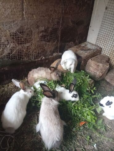 dana qiyməti xacmaz: SALAM 14 DƏNƏDİ OPTOM ALANA ENDİRİM Erkeklerni kesen 3kq Biri 14 den — 3