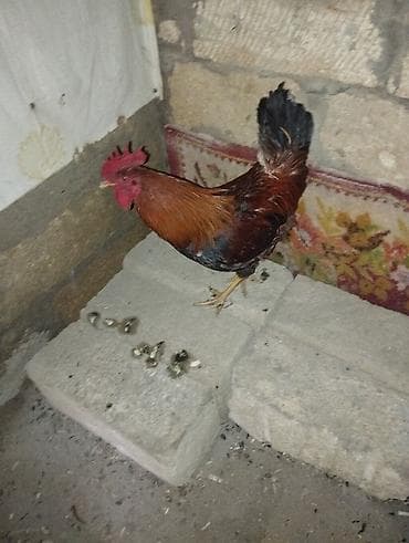 Məhsul: Xoruz saglam heyvandı xoruzdu boş boşuna narahat etmiyin