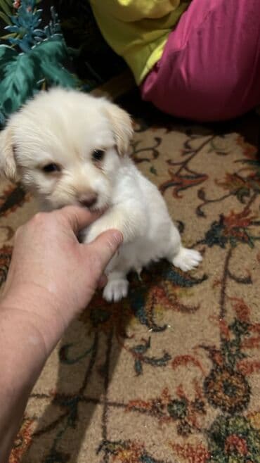 basenc itləri: Peyvəndli — 7