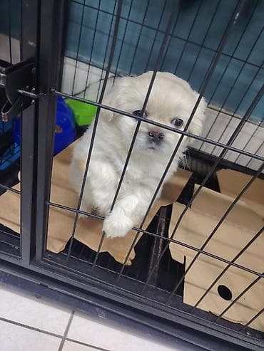 itlə: Pekines — 3