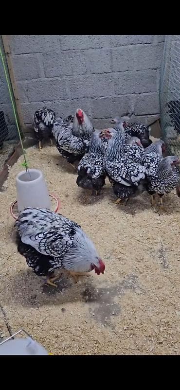 quşlar: Toyuq, Damazlıq — 4