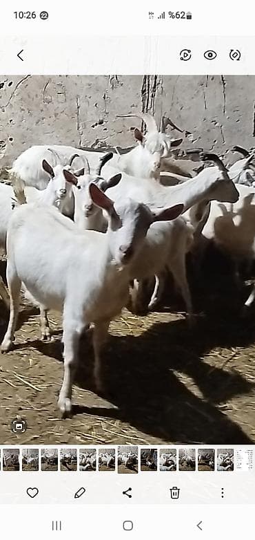 Məhsul: Ağ rəngli keçi sürüsü Təsvir: - Şəkillərdə görünən ağ rəngli