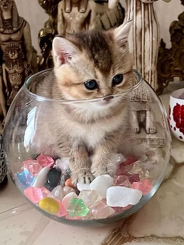 Pişiklər: Qızıl şinşilla, Erkək, Dişi, Ünvandan götürmə — 1