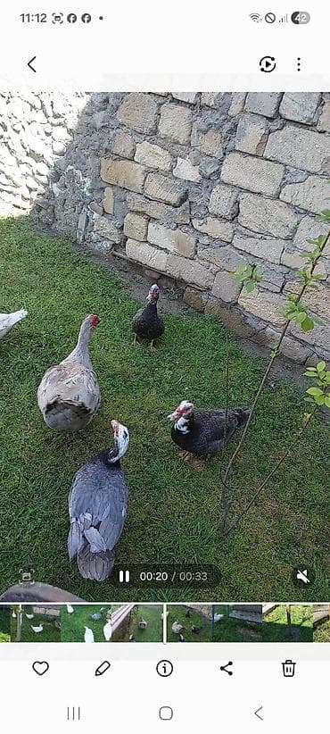 lavanda ördək: Lal yapon ördəklər xoruzdar kül öküz qırmızı öküz sortudu — 4