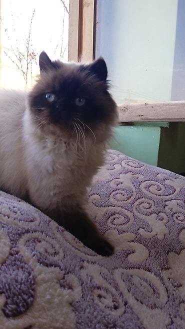 Животные: Сиамская, Самка, Бесплатная доставка, Платная доставка, Доставка в районы — 5