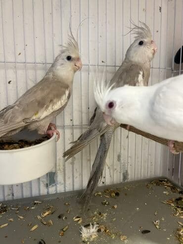 anqut quşu: Tam saglam 1.5 cut Yanaqsiz korellar bala veribler,,balalar 50 azn,dum — 5