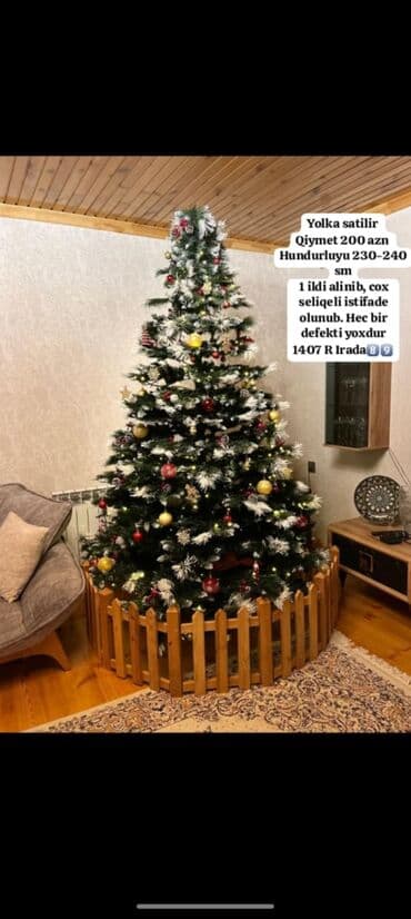 Yolka satilir Qiymet 200 man Hundurluyu 230-240 sm 1 ildi alinib lalafo.az -da Yolka satilir Qiymet 200 man Hundurluyu 230-240 sm 1 ildi alinib